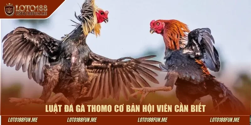Luật đá gà Thomo cơ bản hội viên Loto188 cần biết