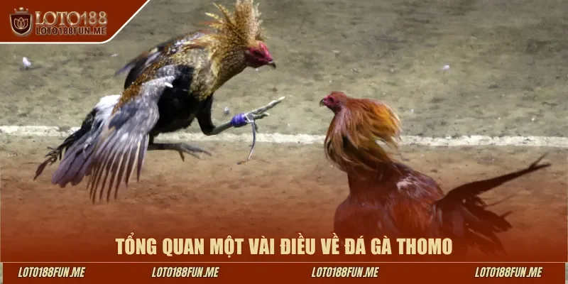 Tổng quan một vài điều về đá gà Thomo tại Loto188
